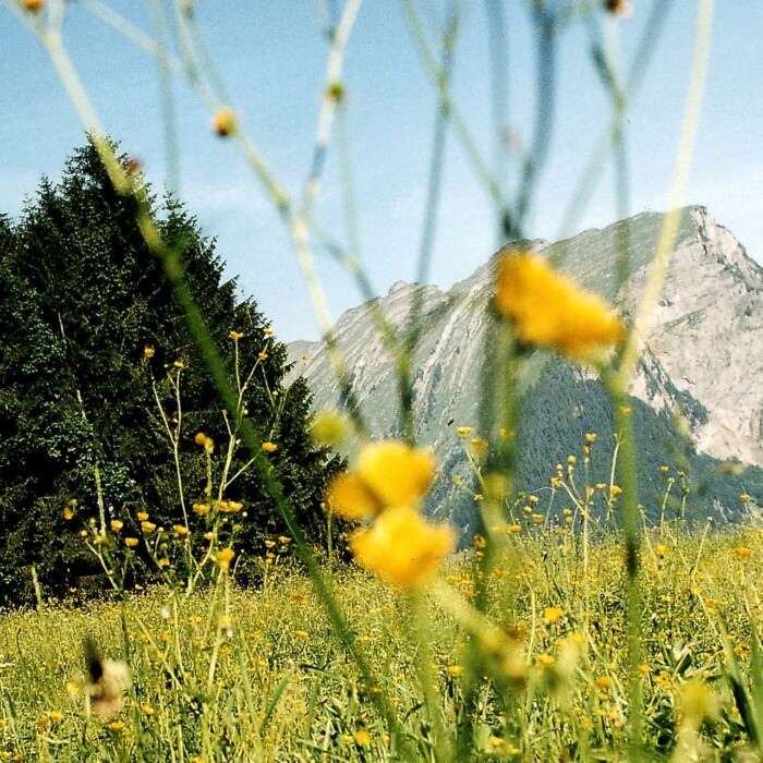 Kanisfluh im Bregenzerwald - farbenfrohe Blumenwiese - Familien Urlaub