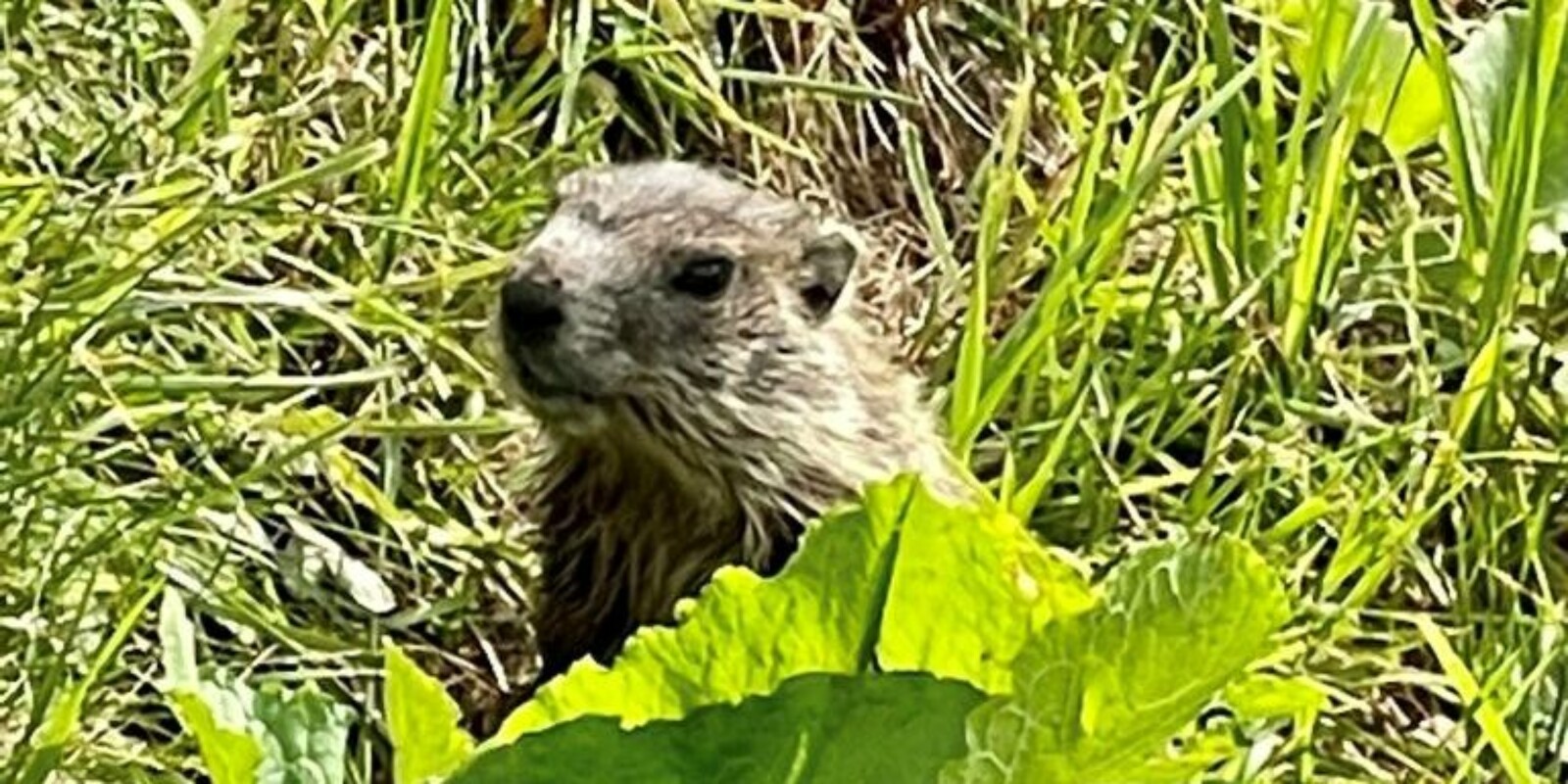 Murmeltier am Arlberg - Alpentiere in Österreich - Familienurlaub in den Bergen
