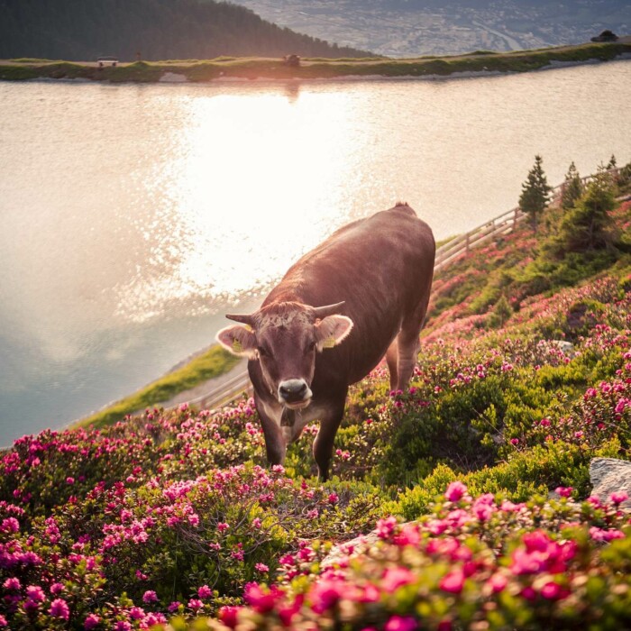 Zirbensee bei Wattens - Tiroler Grauvieh- Alpenrosen Wiese - Urlaub in den Bergen