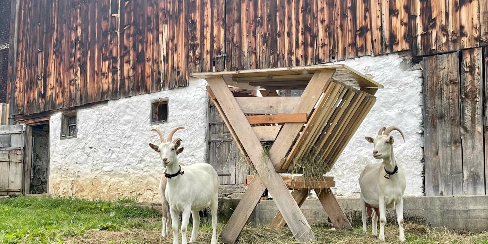 Ziegenfamilie am Arlberg - Wanderurlaub und Familienurlaub in Vorarlberg