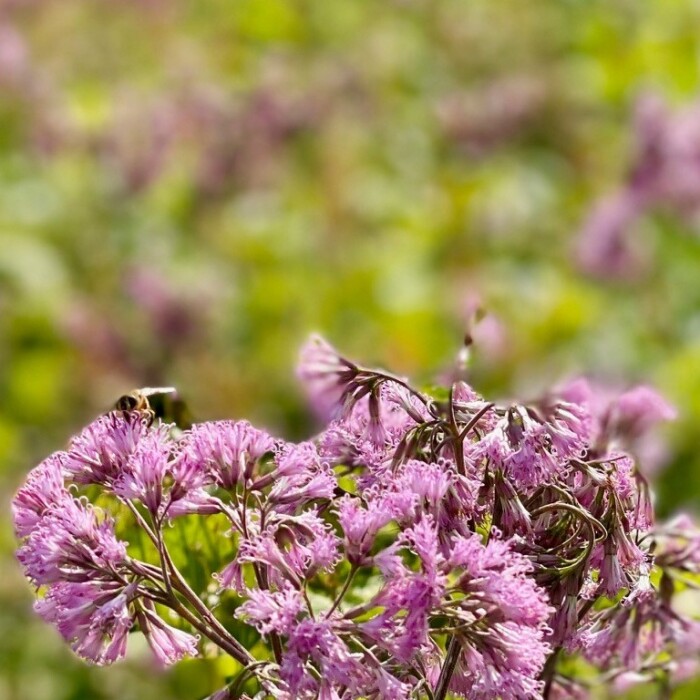 wonderful nature in austria - allergy free holiday - Lech Valley Lodge