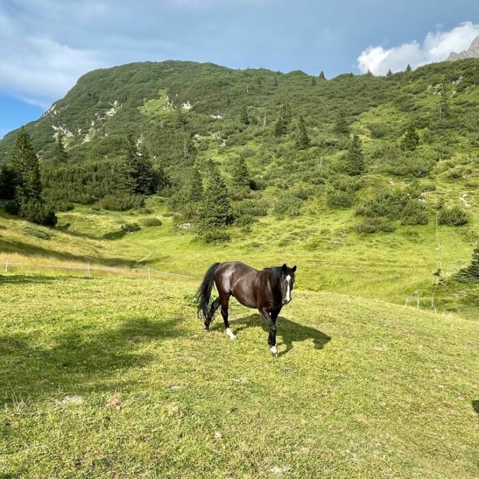 Familienurlaub Österreich - Pferd auf der Alm am Arlberg