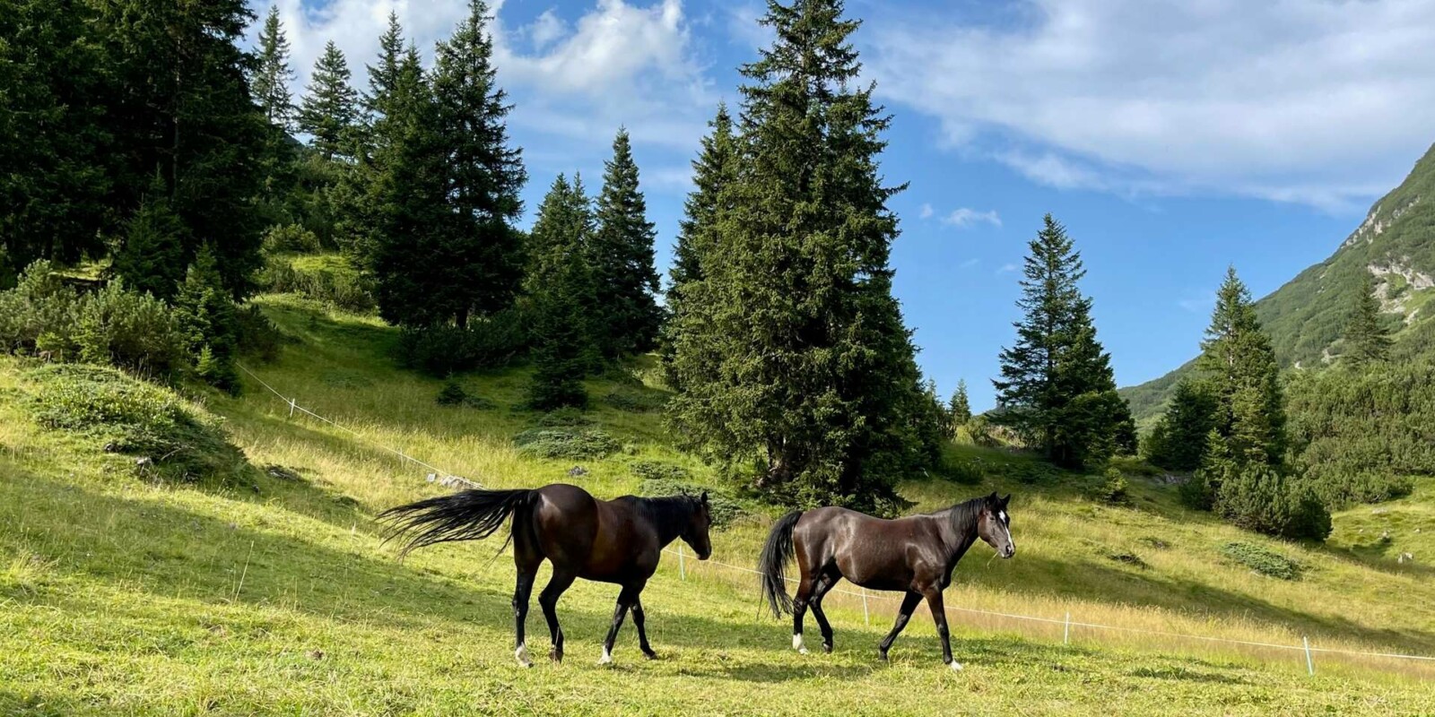 Familienurlaub Österreich - Reiten im Urlaub - Pferde auf der Alm