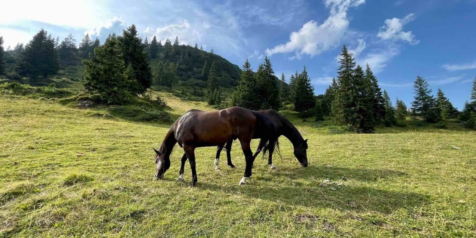 Sommerurlaub Österreich - Pferde auf der Alm am Arlberg - Reiten in der Natur
