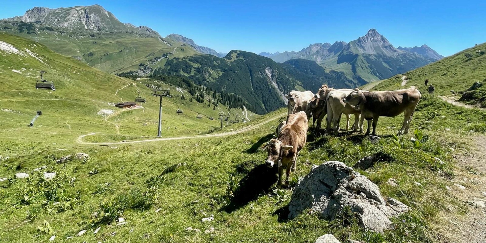 Wanderurlaub Österreich - Wandern am Arlberg - Kühe auf der Alm