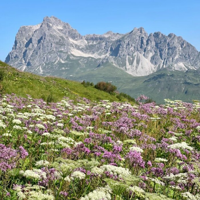 Arlberg im Sommer - Blumenwiese - Lech Valley Lodge