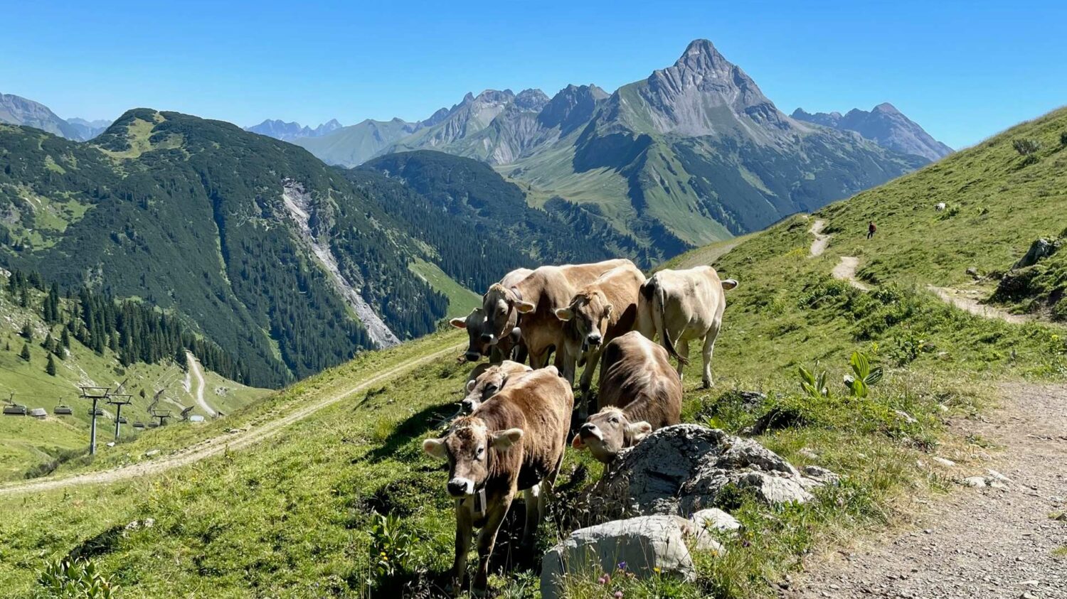 Sommerurlaub in Österreich - Kühe auf der Alm