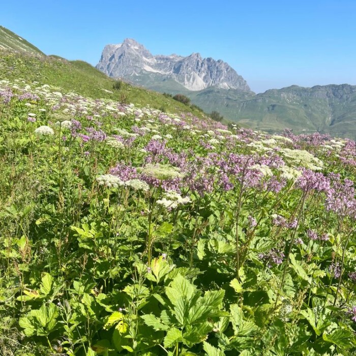 Wanderurlaub Arlberg im Sommer - Urlaub in der Lech Valley Lodge