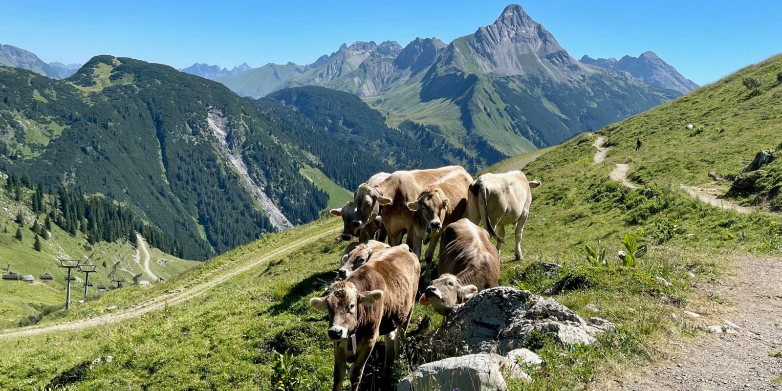 Familienurlaub im Sommer - Wandern am Arlberg in Österreich mit der Familie - Kühe auf dem Berg