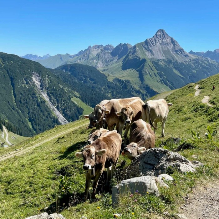 Familienurlaub im Sommer - Wandern am Arlberg in Österreich mit der Familie - Kühe auf dem Berg